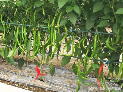 第四届中国江苏蔬菜种业博览会10个蔬菜新品种